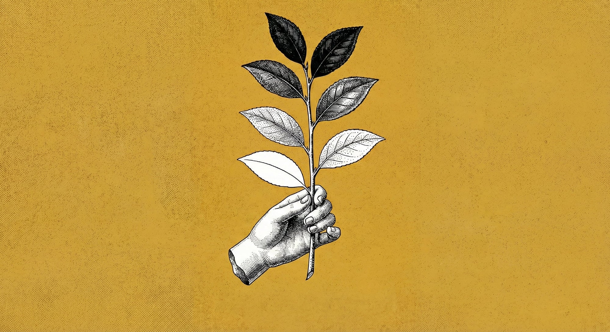One Plant, Six Teas